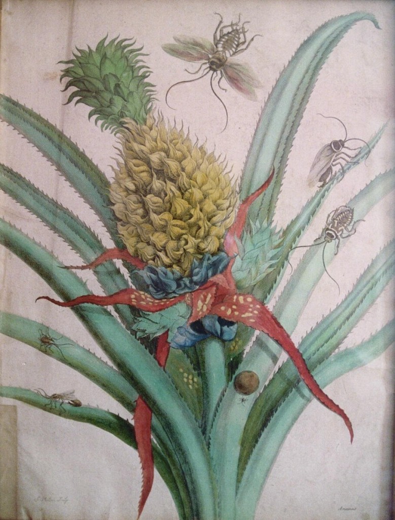 _3. Merian. Pineapple. Plate 1 Metamorphosis, 1705