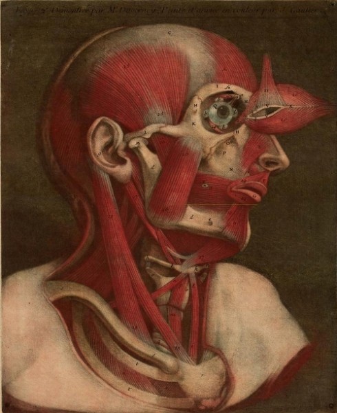 anatomic red head