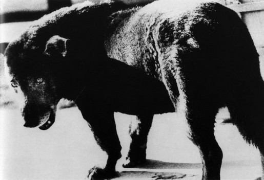 Daido Moriyama, 'Stray Dog', 1971