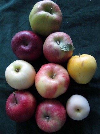 Heirloom apple varieties.