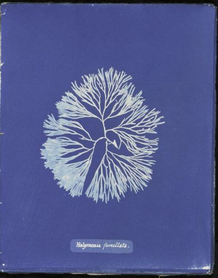 Anna Atkins. "Cyanotypes of British Algae.