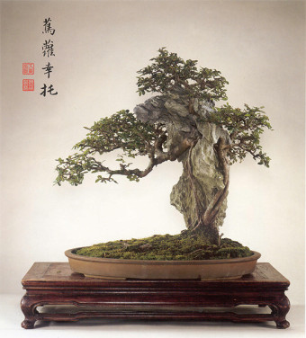 Ulmus Parviofolia. Chinese Penjing  (Wu Yee Sun, Hong Kong).