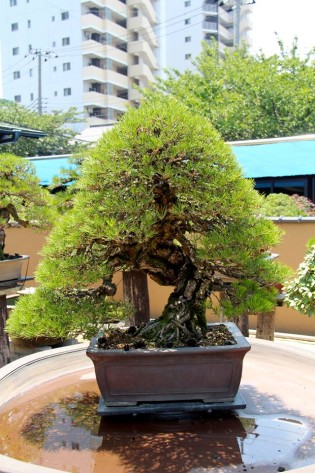 350 year old Black Pine bonsai. Mr Kobayashi, Tokyo. (K. Olson photo.)