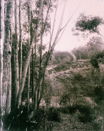 Eucalyptis trees, Rustic Canyon, Santa Monica, 1920.